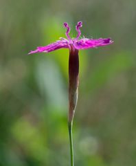 Dianthus deltoides