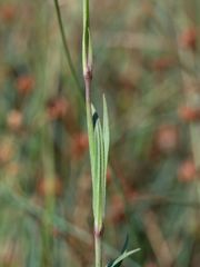 Dianthus deltoides