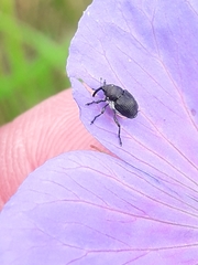Zacladus geranii