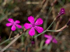 Dianthus deltoides