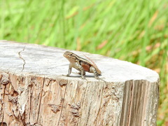 Sceloporus teapensis