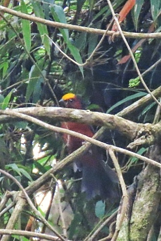 Plushcap (Catamblyrhynchus diadema), photo 10