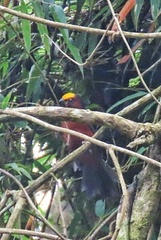 Catamblyrhynchus diadema