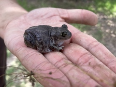 Scaphiopus