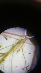 Potamogeton diversifolius