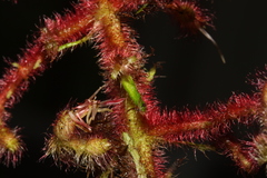 Miconia secungrandifolia