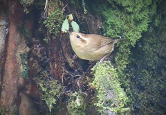 Troglodytes solstitialis