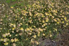 Anthyllis vulneraria