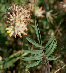 Anthyllis vulneraria