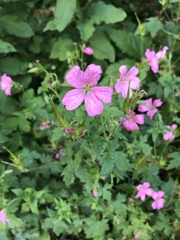Geranium × oxonianum