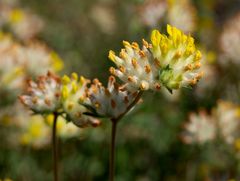 Anthyllis vulneraria