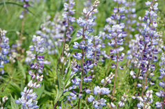 Lupinus perennis
