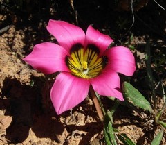 Romulea subfistulosa