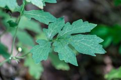 Stylophorum diphyllum