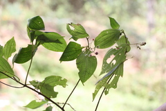 Miconia secundivaricata
