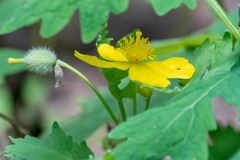 Stylophorum diphyllum
