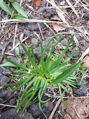 Phemeranthus napiformis