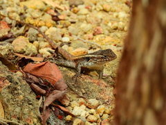 Sceloporus teapensis