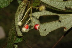 Miconia secundivaricata