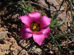 Romulea subfistulosa
