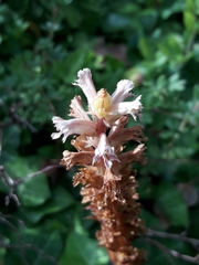 Orobanche hederae