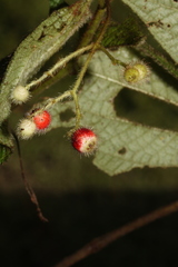 Miconia secundivaricata