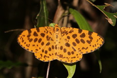 Epobeidia tigrata tigrata