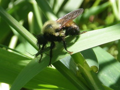Laphria thoracica