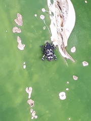 Peltophorus polymitus