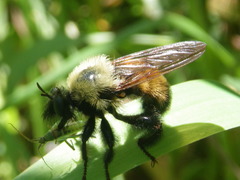 Laphria thoracica