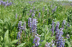 Lupinus perennis