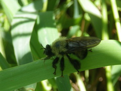 Laphria thoracica