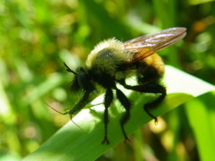 Laphria thoracica
