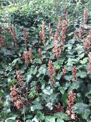 Orobanche hederae
