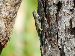 Sceloporus serrifer