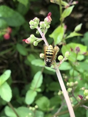 Dolichovespula saxonica