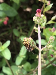 Dolichovespula saxonica