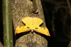 Corymica arnearia