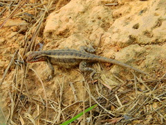Sceloporus teapensis