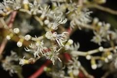 Miconia appendiculata