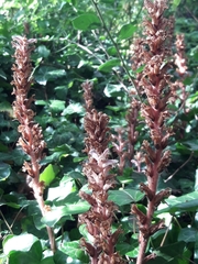 Orobanche hederae