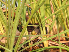 Gallinula galeata