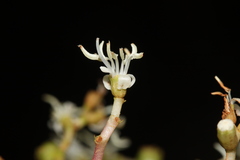 Miconia appendiculata