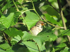 Acrocephalus palustris