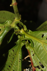 Miconia appendiculata