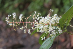 Miconia appendiculata