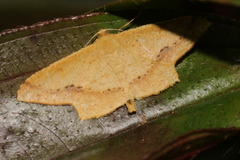 Krananda falcata