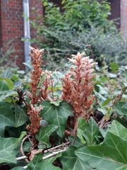 Orobanche hederae