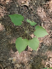 Aristolochia macrophylla