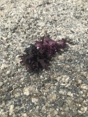 Chondrus